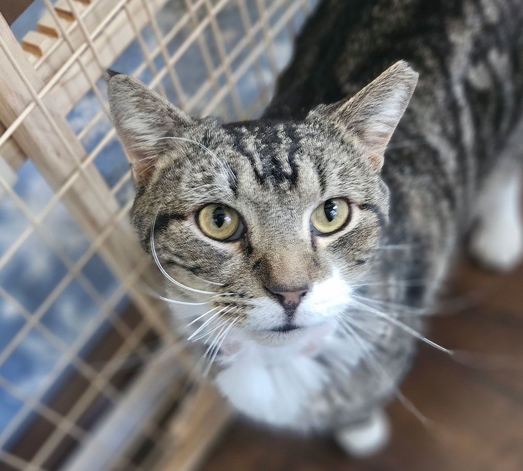 Aslan, a Adoptable Domestic Short Hair in Bowie, MD image 1/4