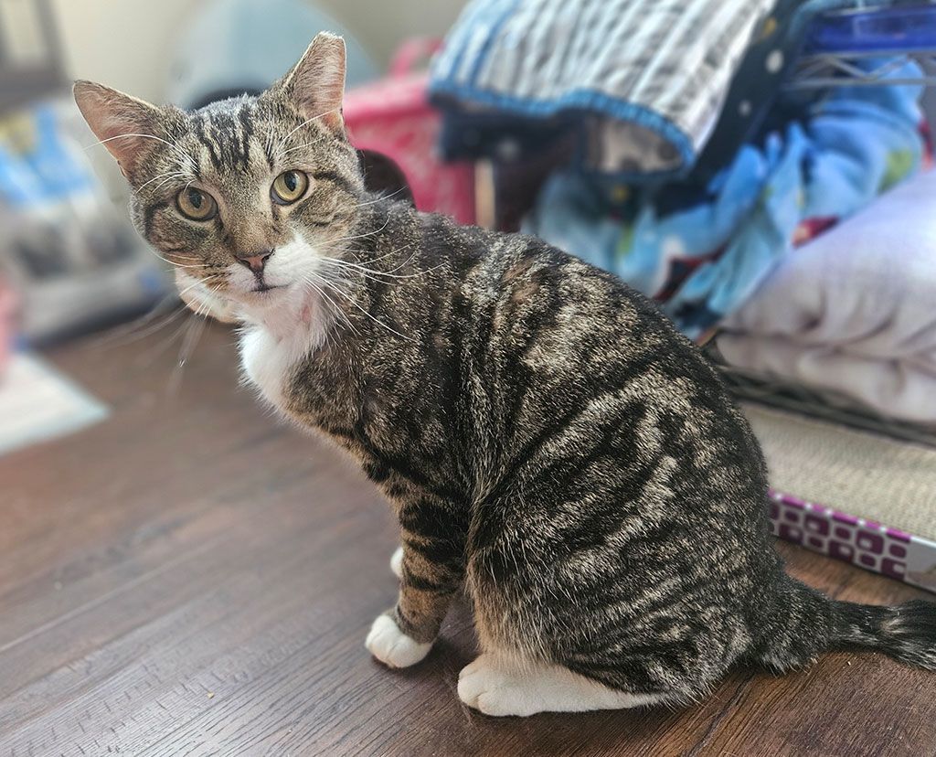 Aslan, a Adoptable Domestic Short Hair in Bowie, MD image 2/4