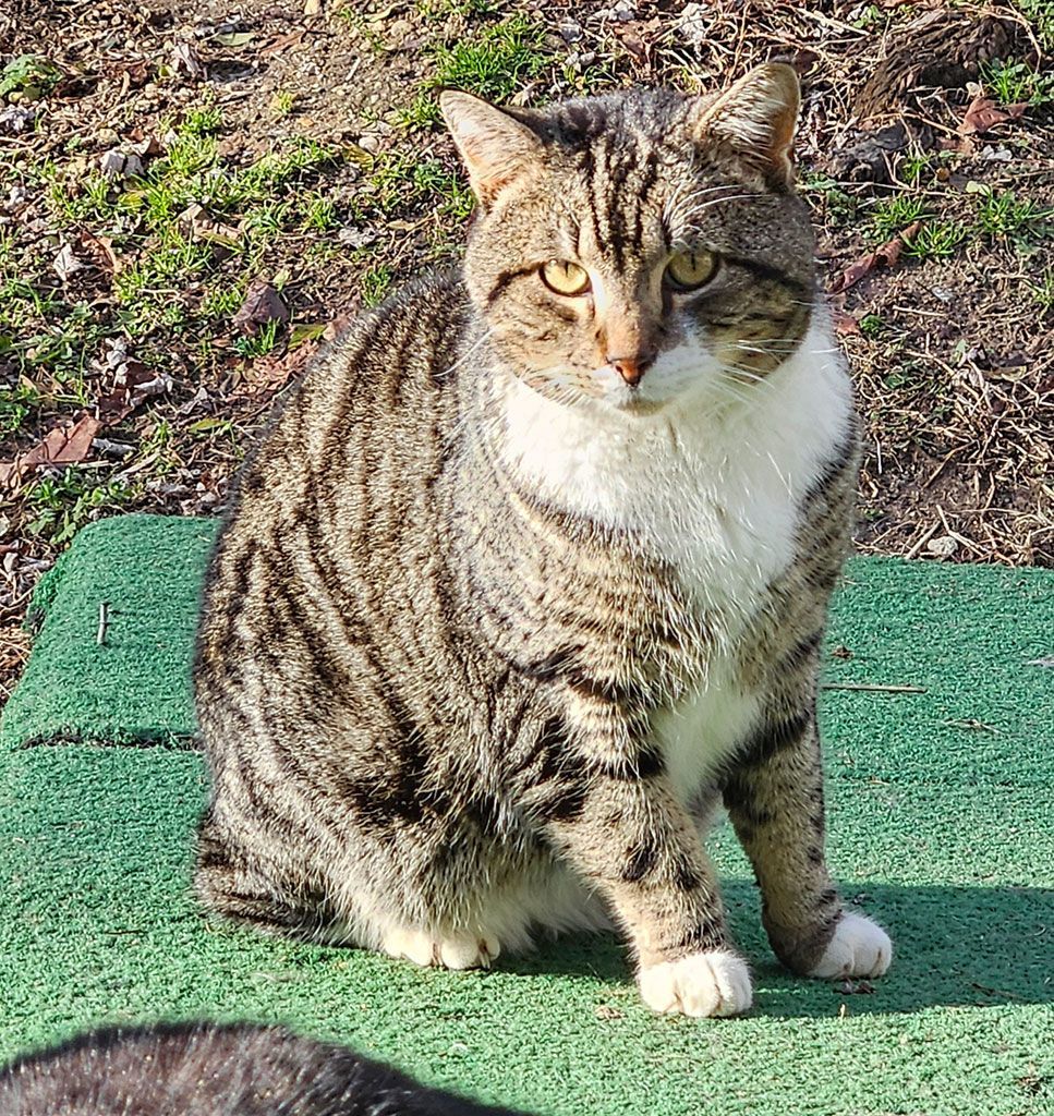 Aslan, a Adoptable Domestic Short Hair in Bowie, MD image 3/4