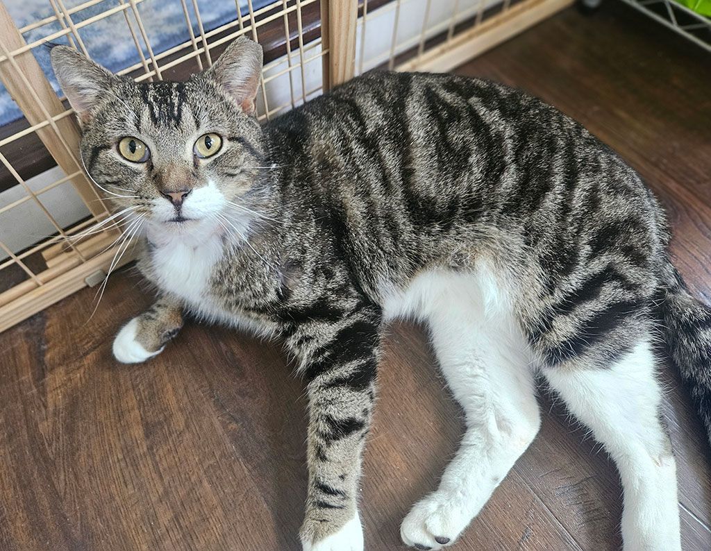 Aslan, a Adoptable Domestic Short Hair in Bowie, MD image 4/4