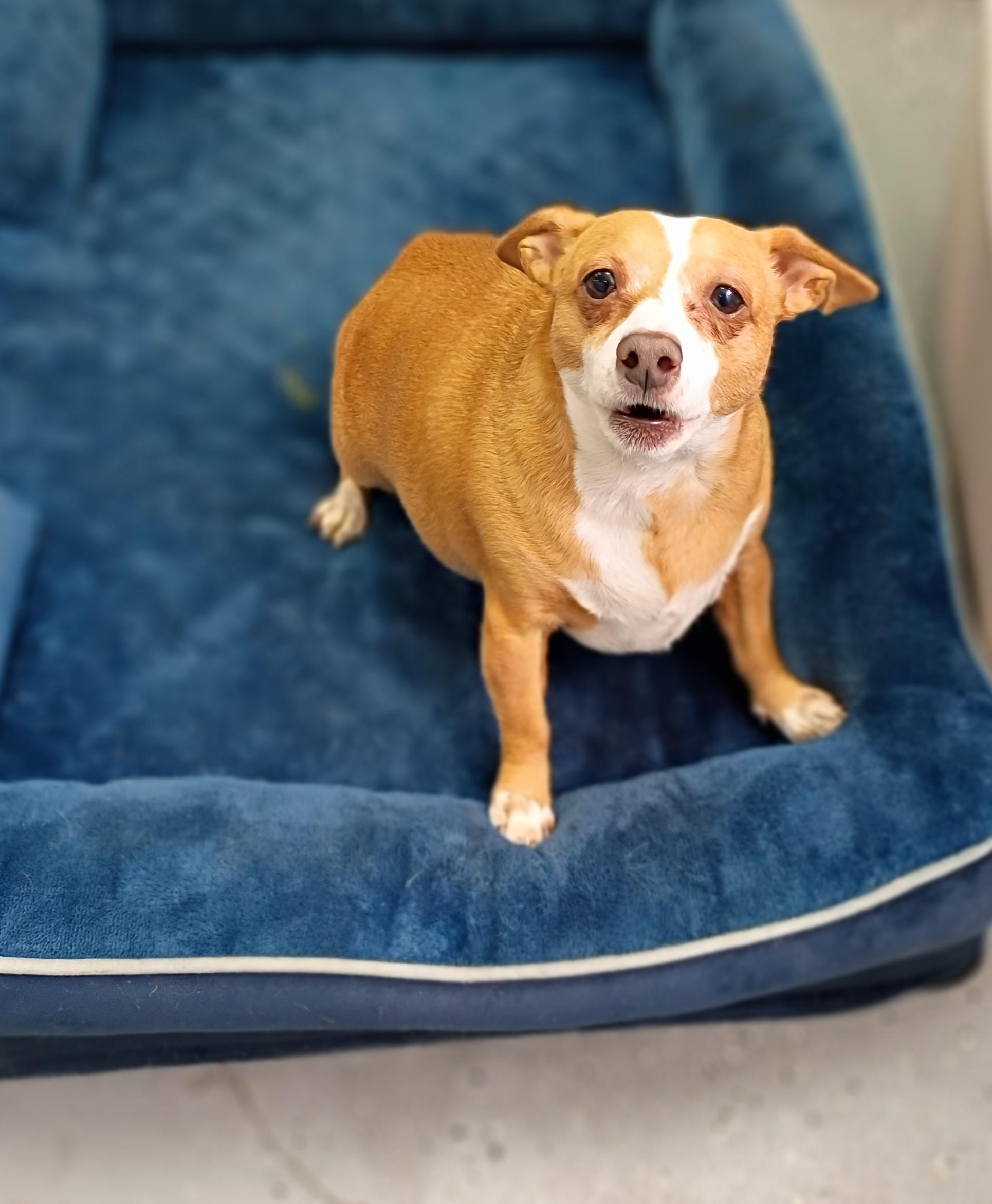 Enlarge Taco, a ADOPTABLE mixed breed in Maynardville, TN image 1/1