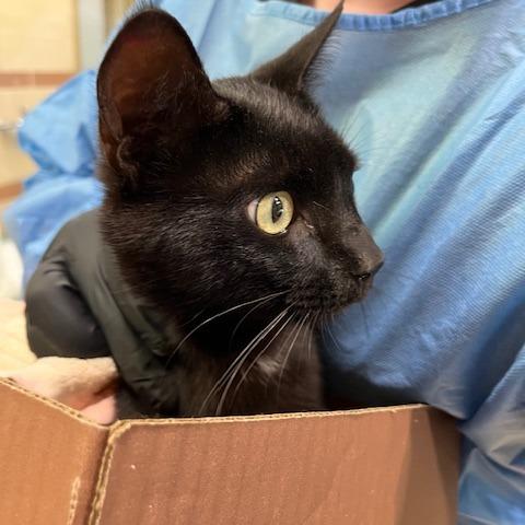 Enlarge Raven, a Adoptable Domestic Short Hair in Winston-Salem, NC image 1/1