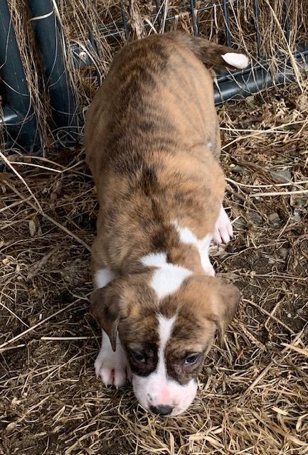 Enlarge Rose, a ADOPTABLE Mixed Breed in Danville, VT image 4/4
