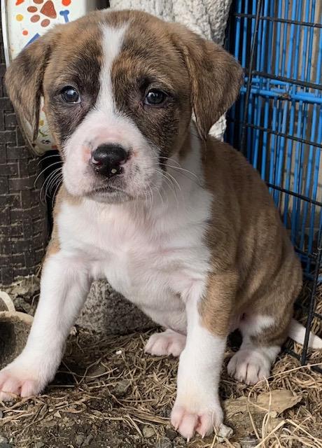 Enlarge Rose, a ADOPTABLE Mixed Breed in Danville, VT image 1/4
