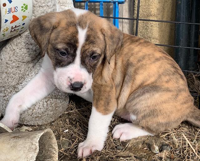 Enlarge Rose, a ADOPTABLE Mixed Breed in Danville, VT image 2/4