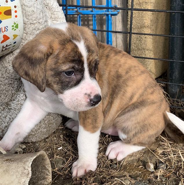 Enlarge Rose, a ADOPTABLE Mixed Breed in Danville, VT image 3/4