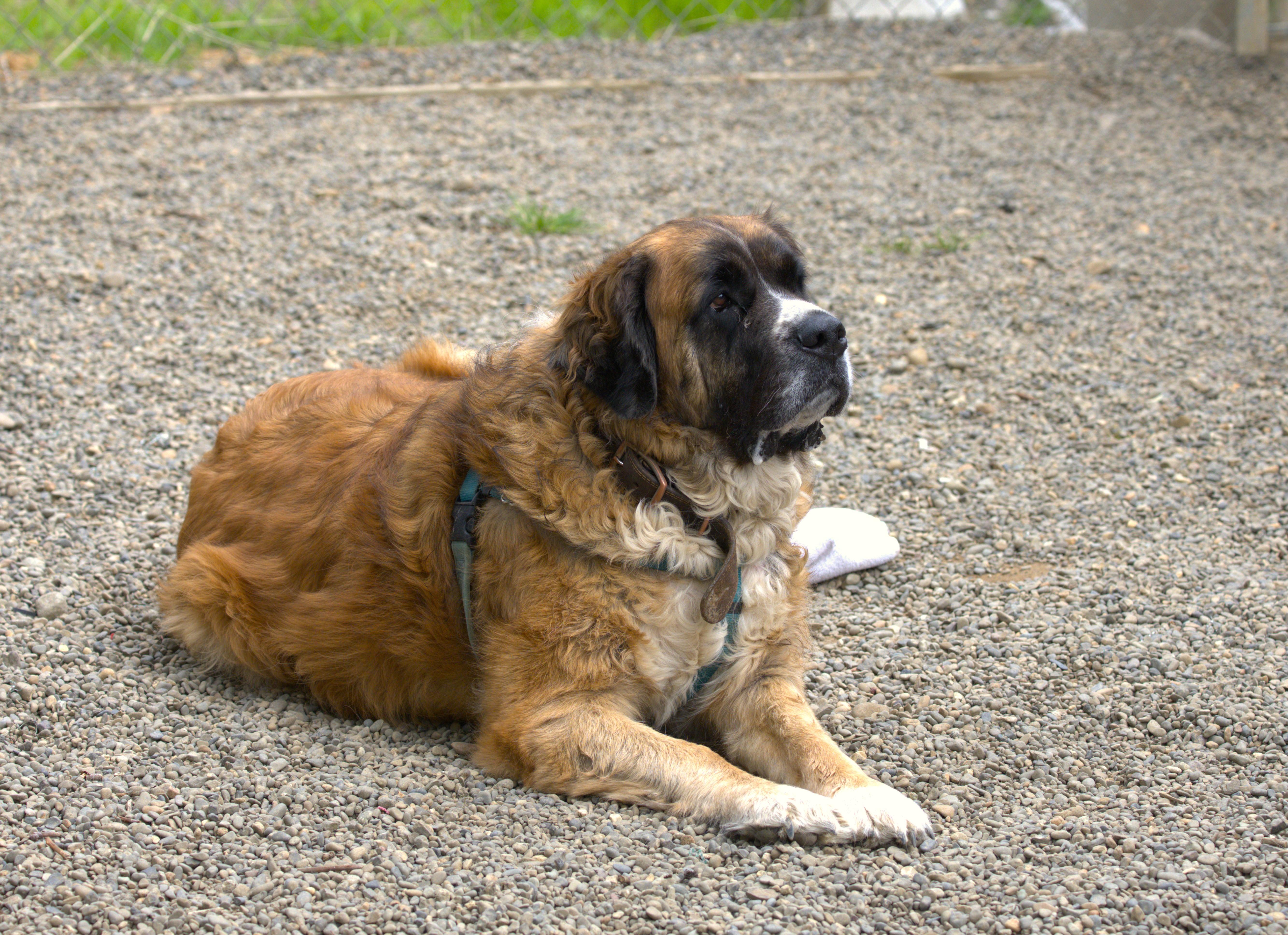 Lucy, Adoptable, Adult Female Saint Bernard & Caucasian Sheepdog / Caucasian Ovtcharka.