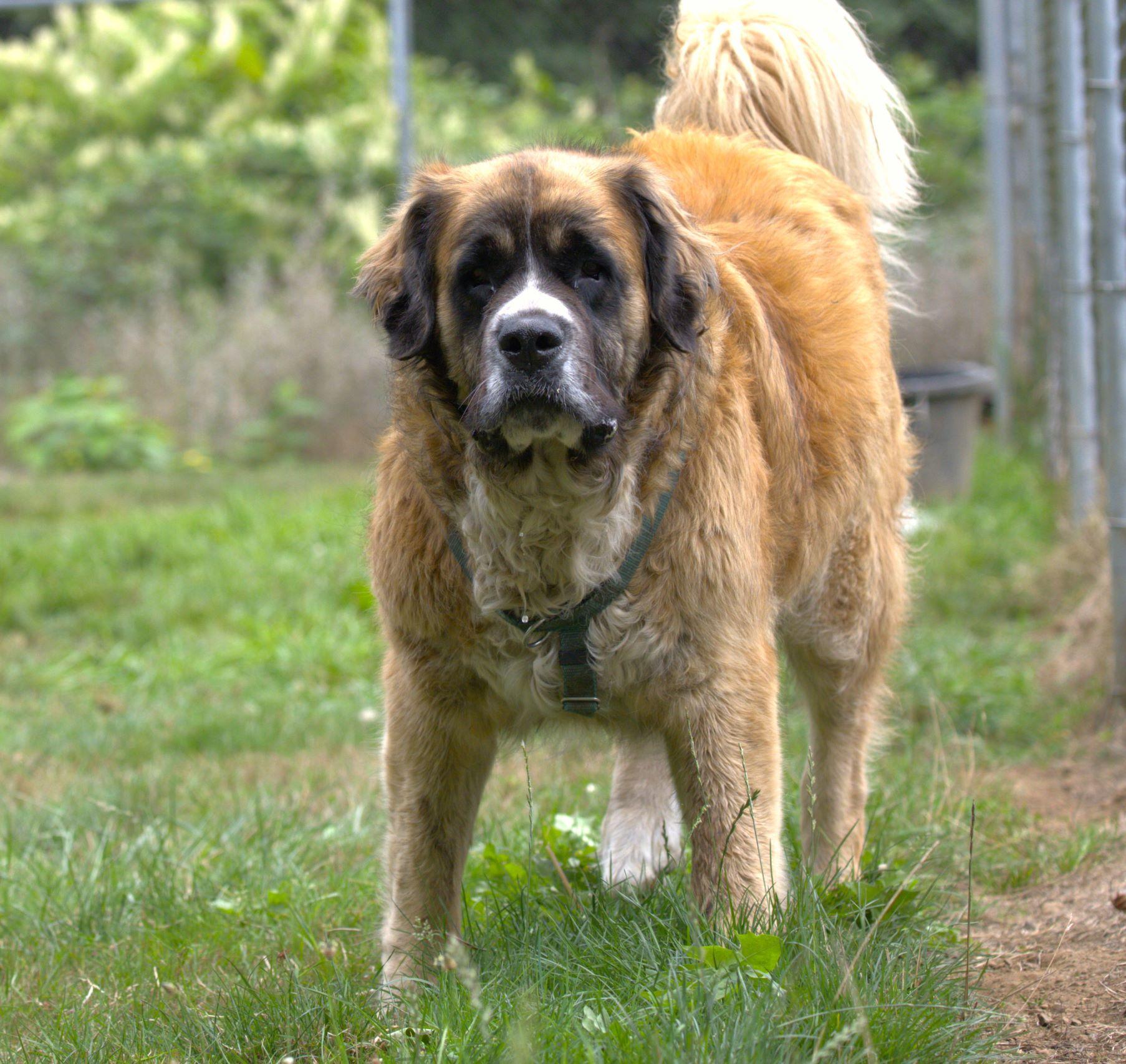 Enlarge Lucy, a Adoptable mixed breed in Hoquiam, WA image 6/6