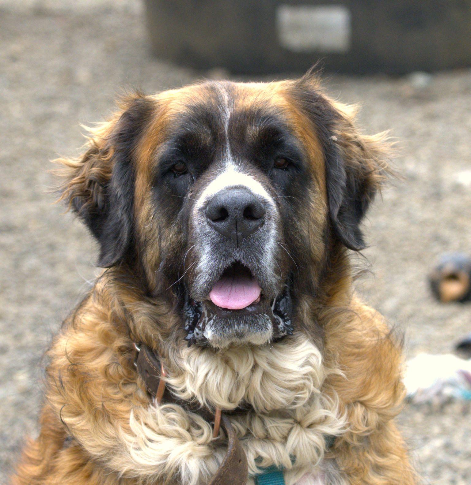 Enlarge Lucy, a Adoptable mixed breed in Hoquiam, WA image 1/6