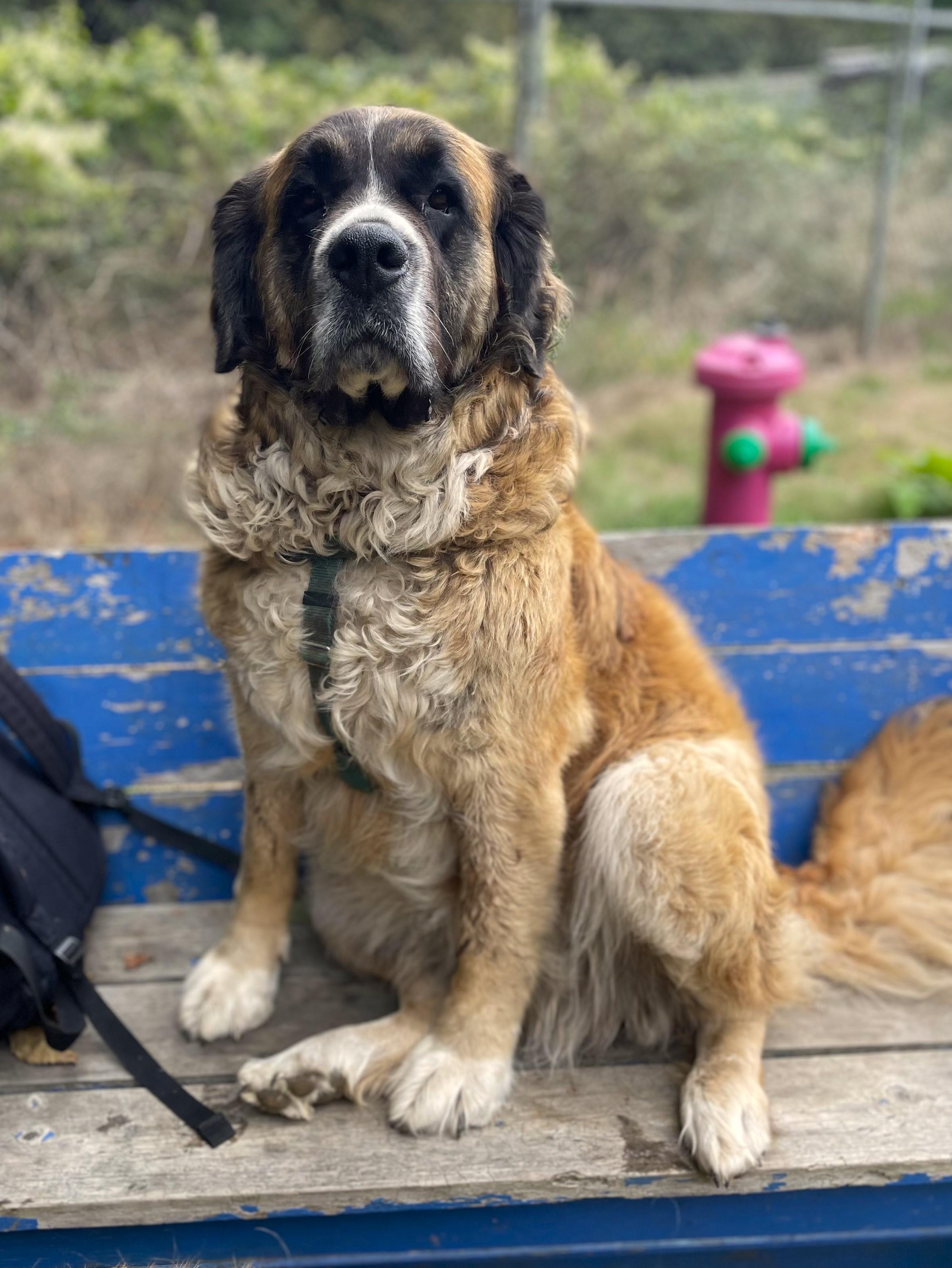 Enlarge Lucy, a Adoptable mixed breed in Hoquiam, WA image 4/6
