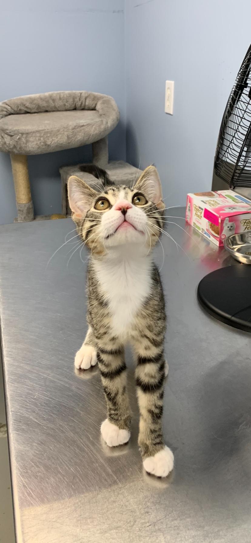 Archie, an adoptable Domestic Short Hair in Brooks, AB, T1R 1B2 | Photo Image 3