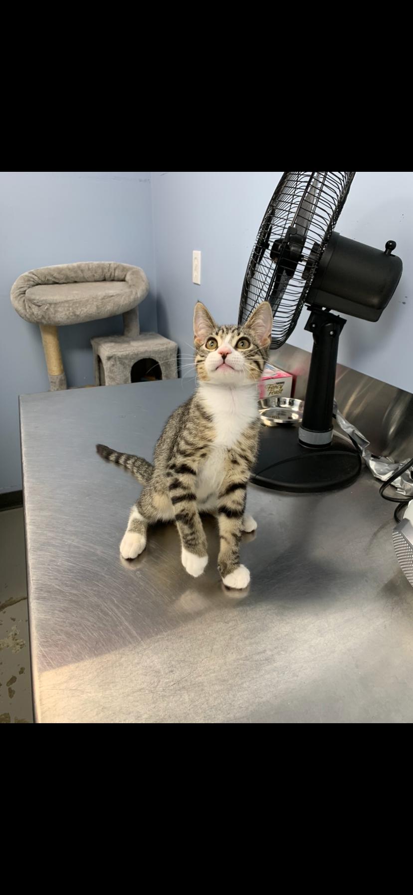 Archie, an adoptable Domestic Short Hair in Brooks, AB, T1R 1B2 | Photo Image 2