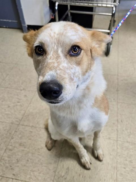 Enlarge OPHELIA, a Adoptable mixed breed in Olathe, KS image 1/1