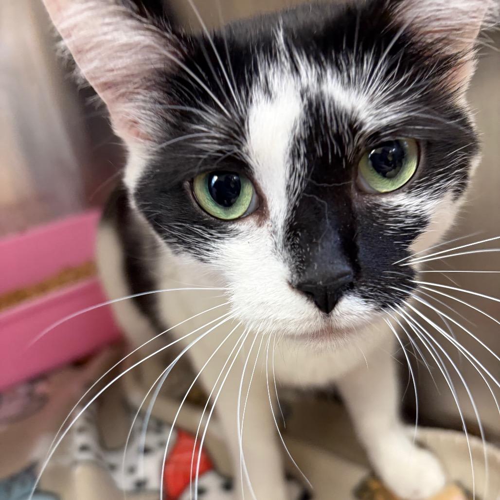 Rumi, Adoptable, Adult Female Domestic Medium Hair.