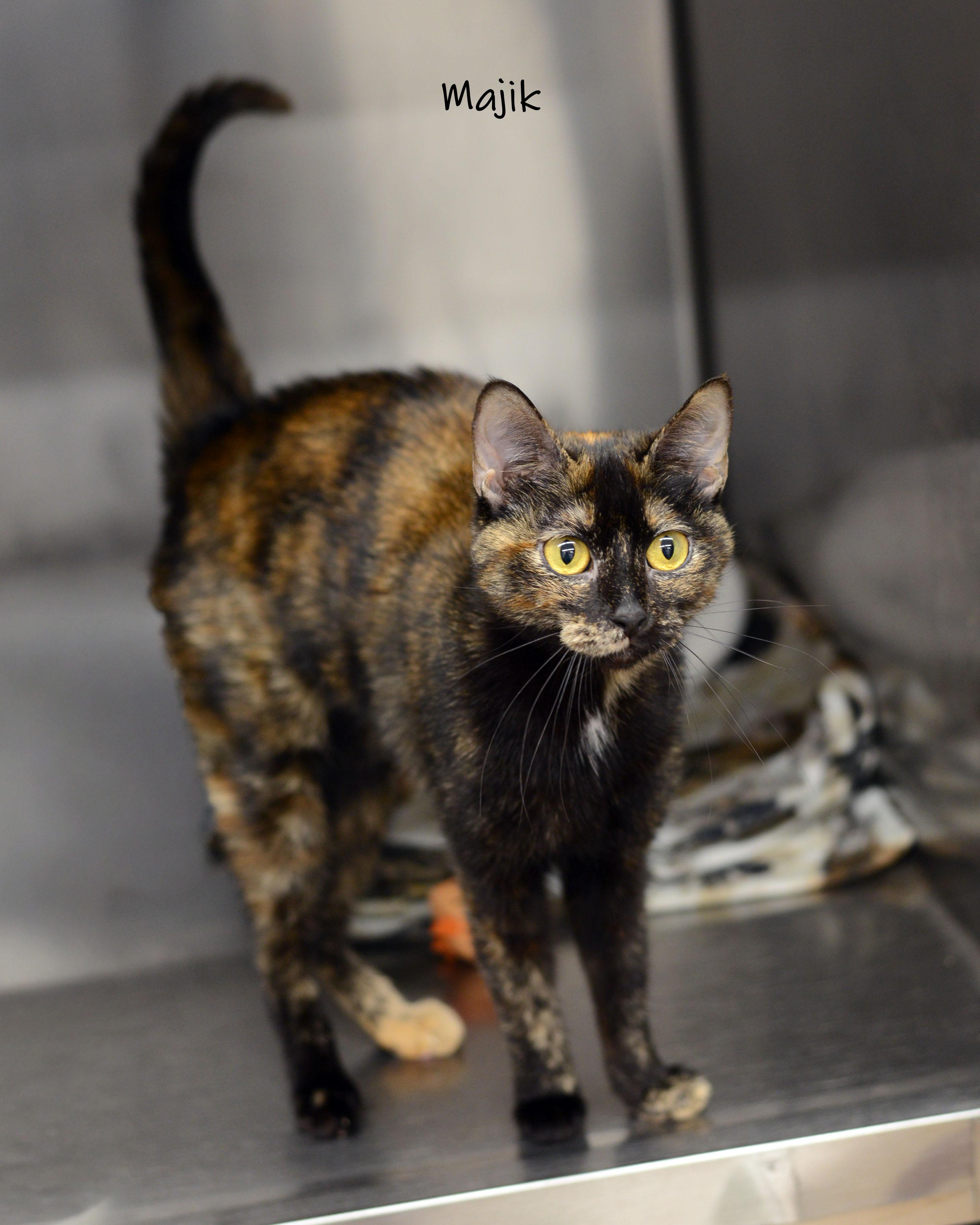 Majik, ADOPTABLE, Adult Female Tortoiseshell.