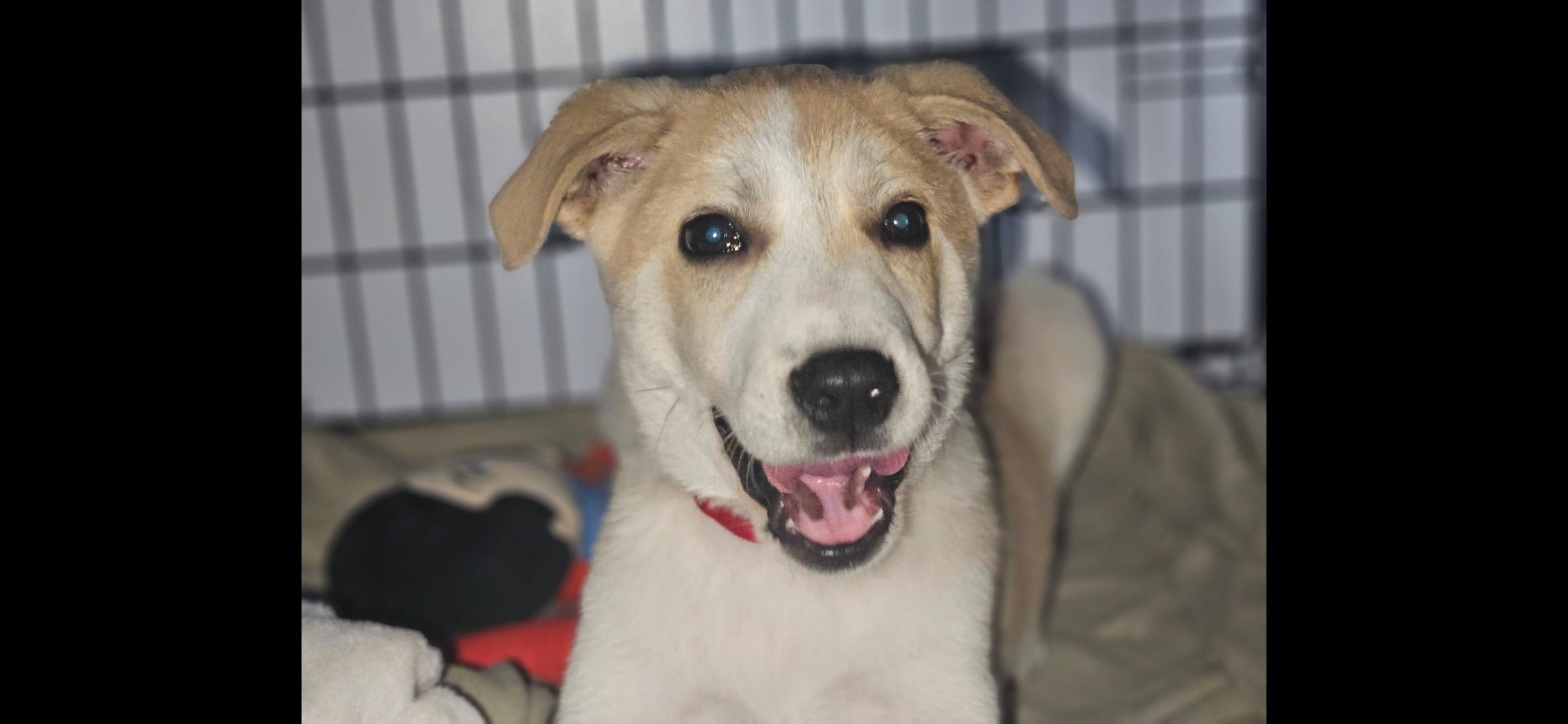 Krypto, a ADOPTABLE mixed breed in Aurora, IL image 2/4