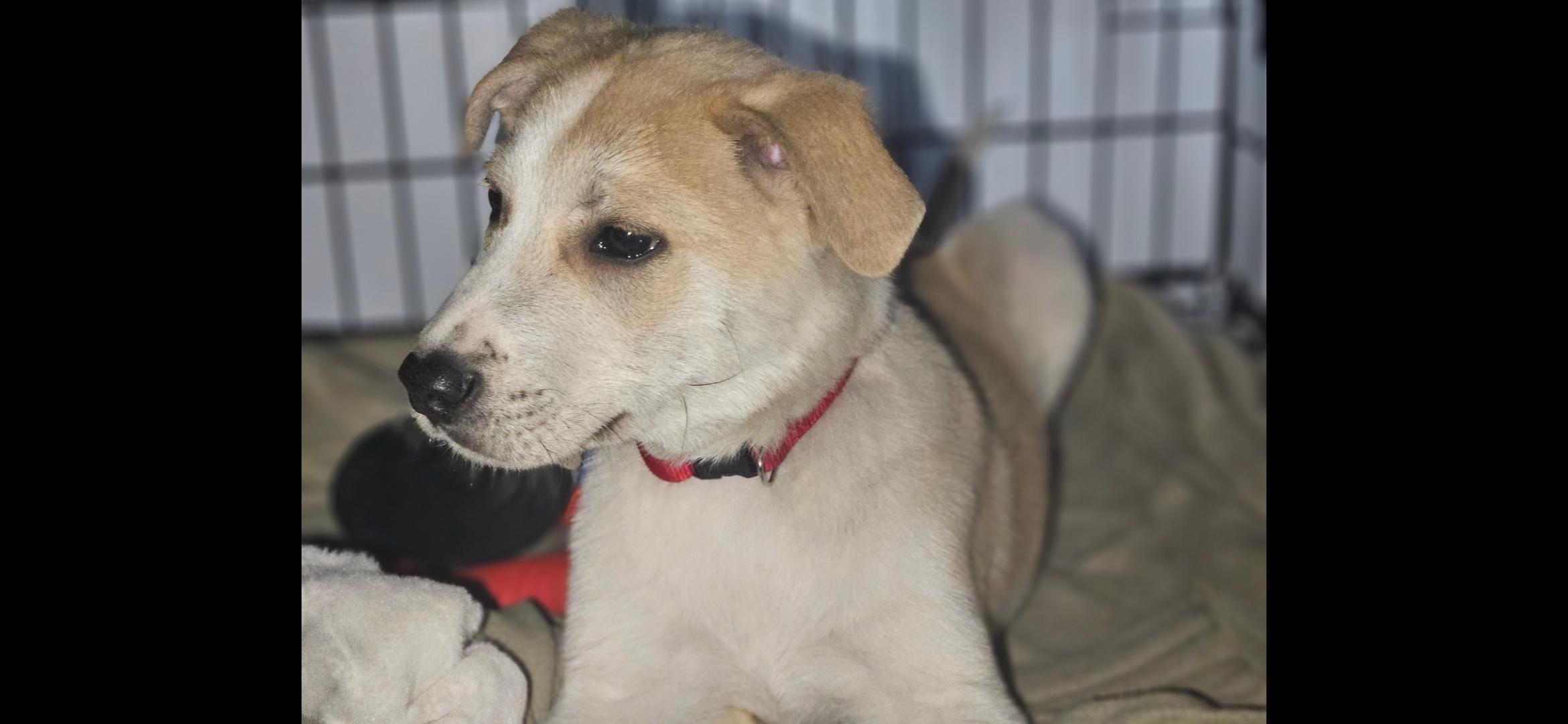 Krypto, a ADOPTABLE mixed breed in Aurora, IL image 3/4