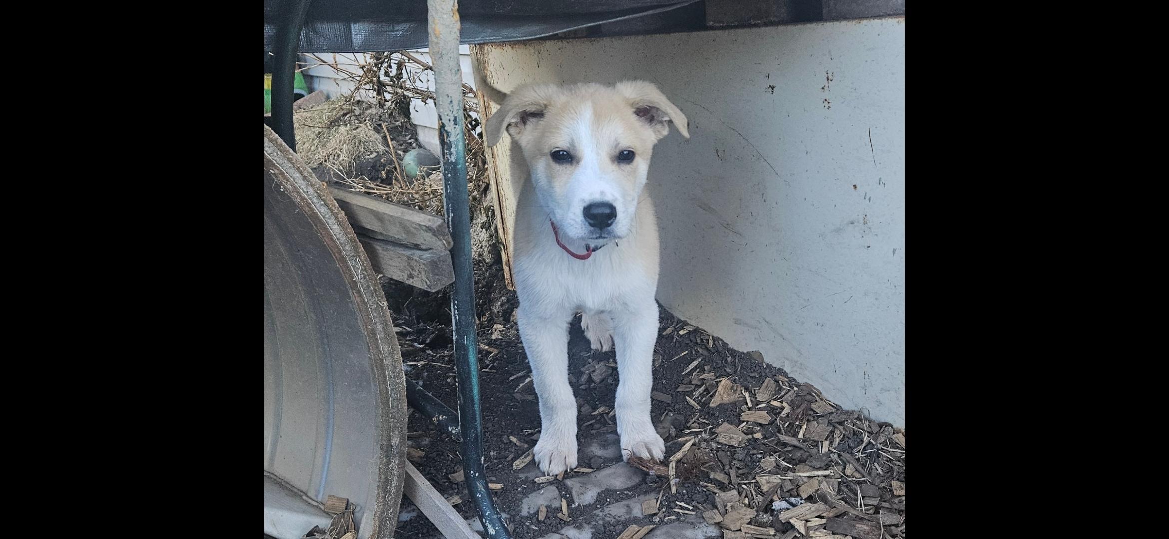 Krypto, ADOPTABLE, Puppy Male Husky & Mountain Cur.