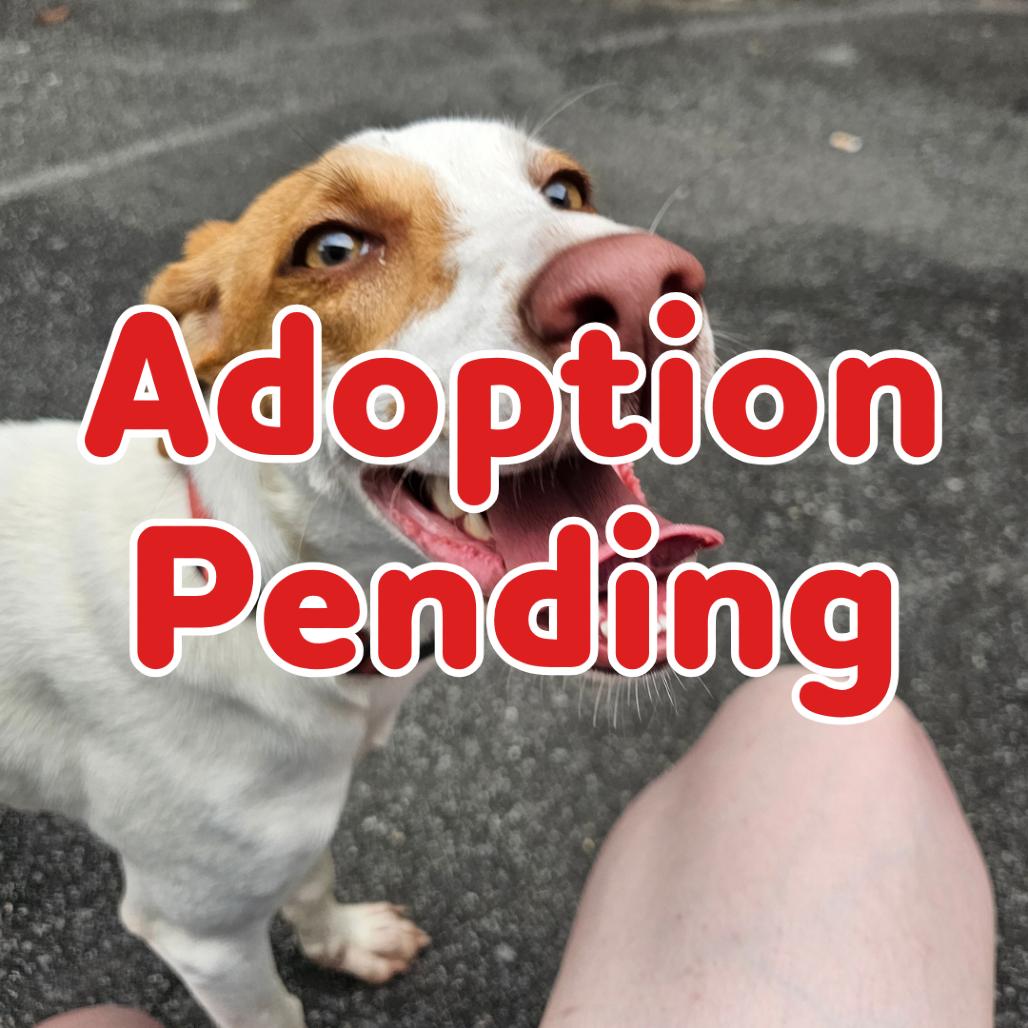 Enlarge Cari 26-060, a Adoptable mixed breed in Little Rock, AR image 1/1