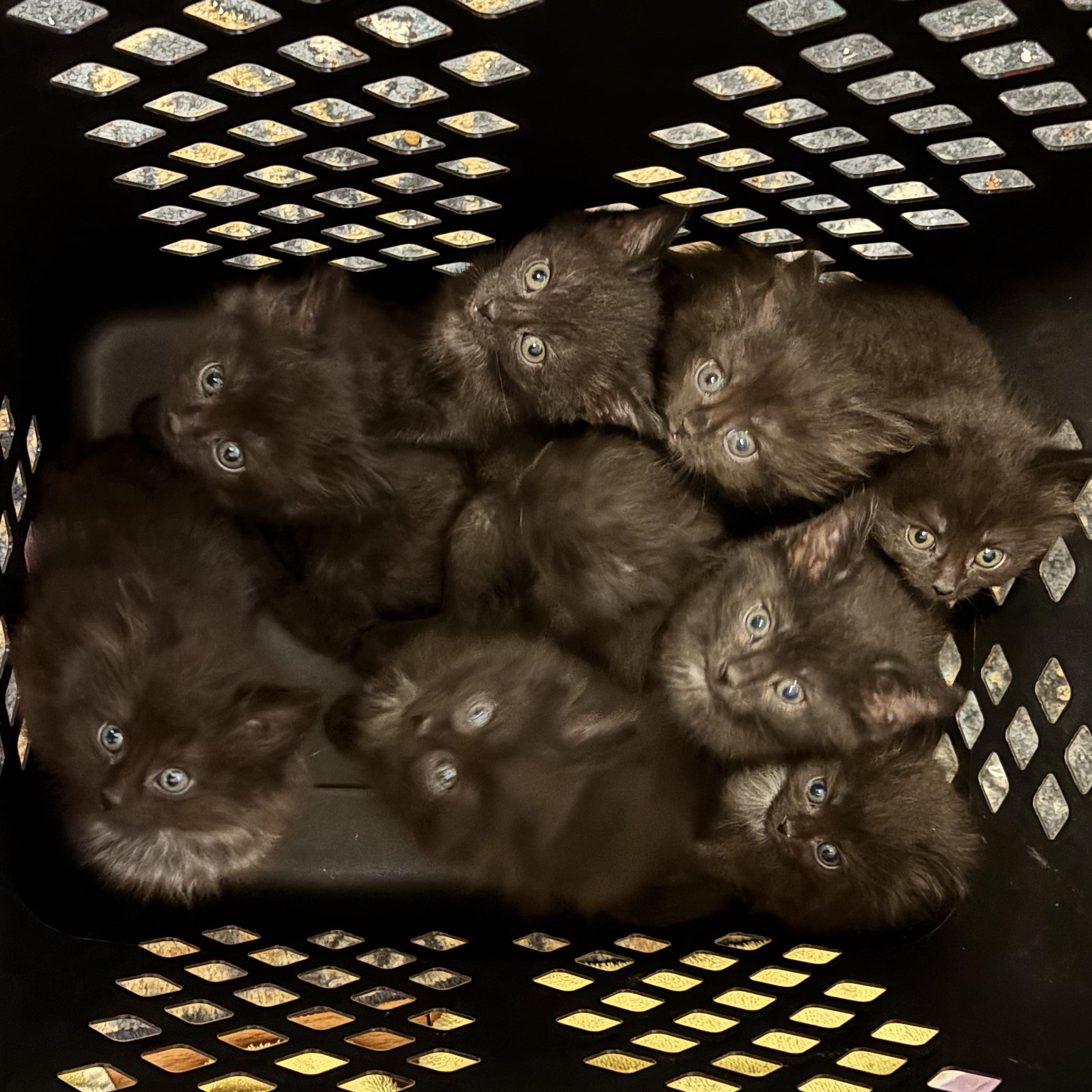 Enlarge FELIX- 9 pack, an adopted Domestic Short Hair in Pittsburgh, PA image 1/2