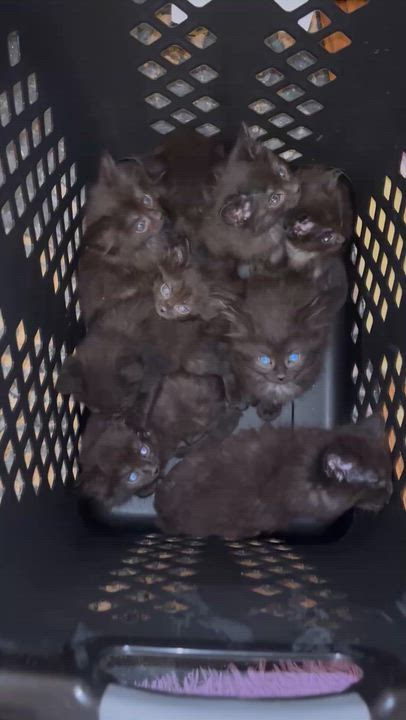 Enlarge FELIX- 9 pack, an adopted Domestic Short Hair in Pittsburgh, PA video 2/2