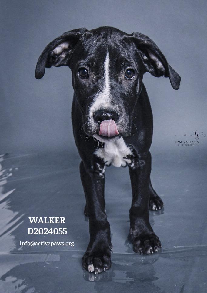 Walker, Adoptable, Young Male Mixed Breed.