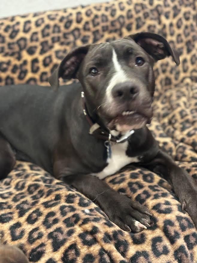 Enlarge Walker, a Adoptable mixed breed in CONROE, TX image 2/6