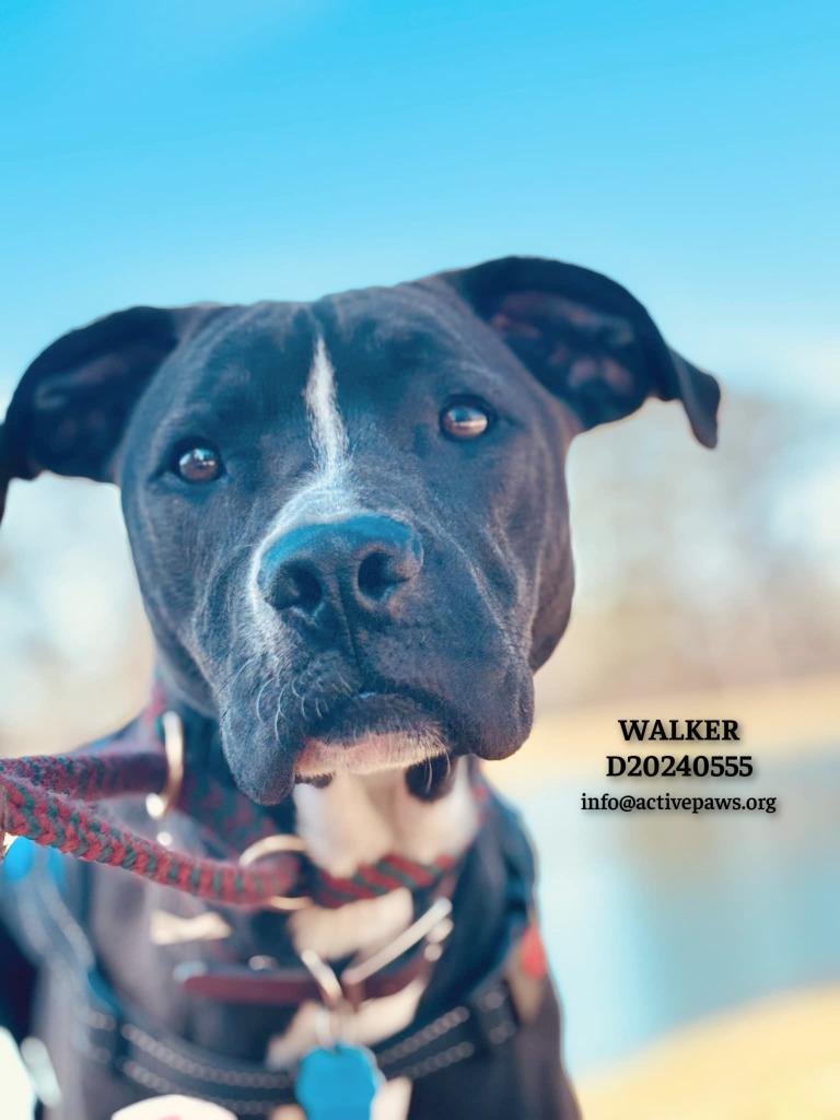 Enlarge Walker, a Adoptable mixed breed in CONROE, TX image 4/6