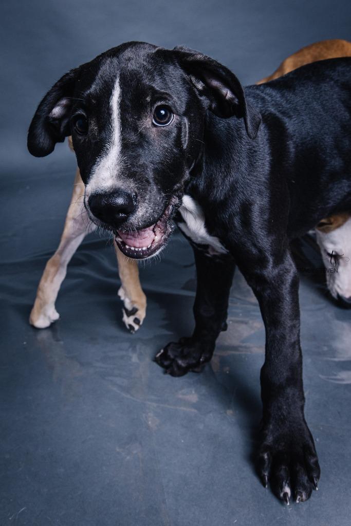 Enlarge Walker, a Adoptable mixed breed in CONROE, TX image 6/6