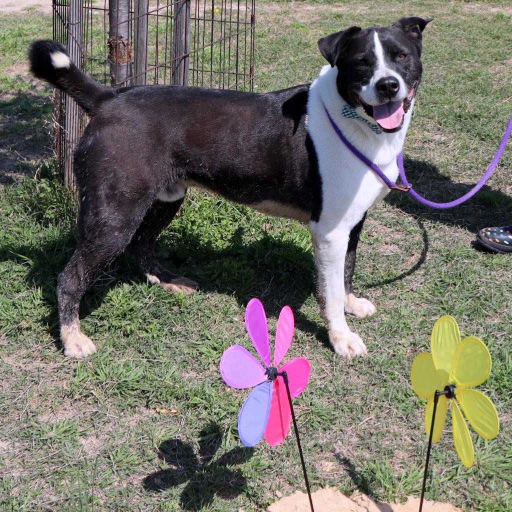 Frankie, Adoptable, Adult Male Mixed Breed.