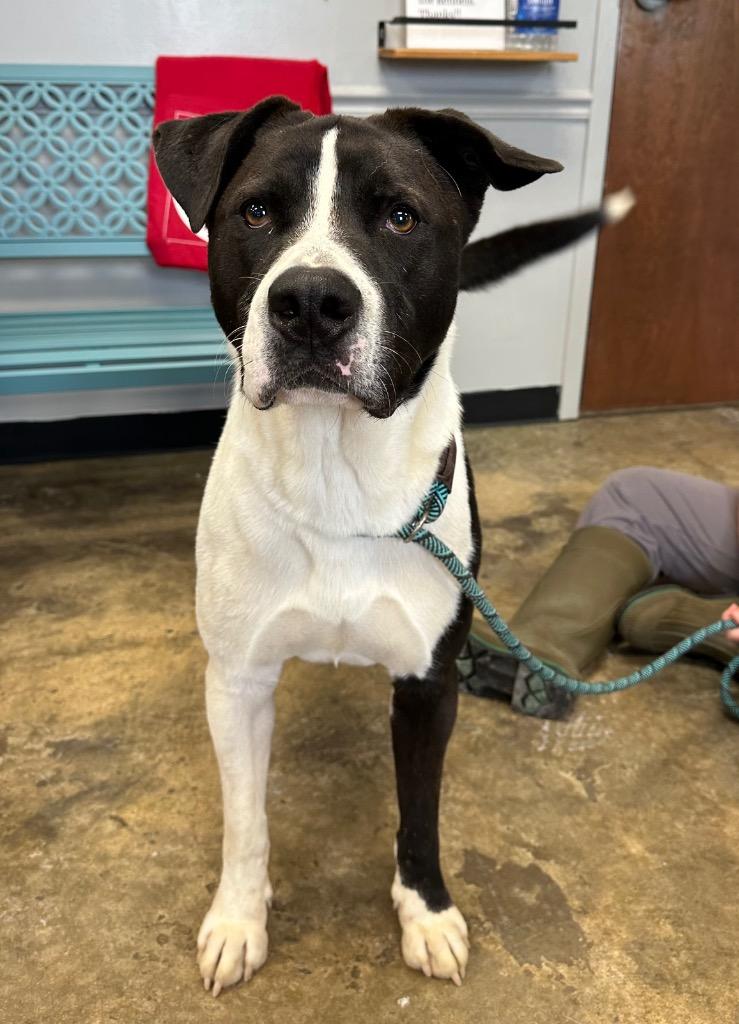 Frankie, a Adoptable Mixed Breed in Jonesboro, AR image 1/6