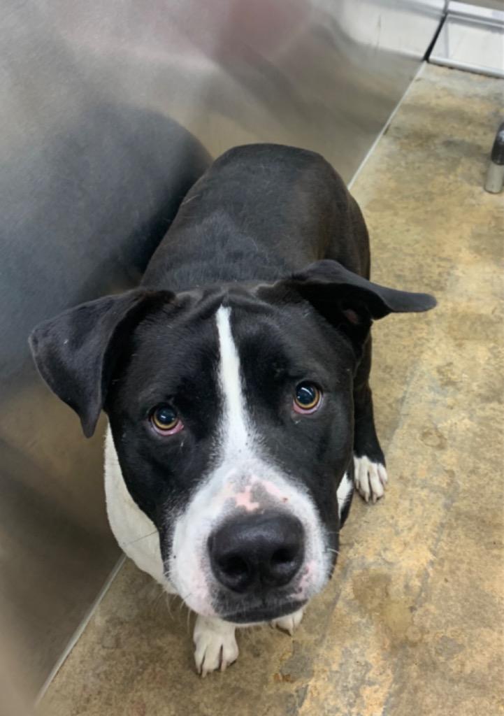 Enlarge Frankie, a Adoptable Mixed Breed in Jonesboro, AR image 2/6