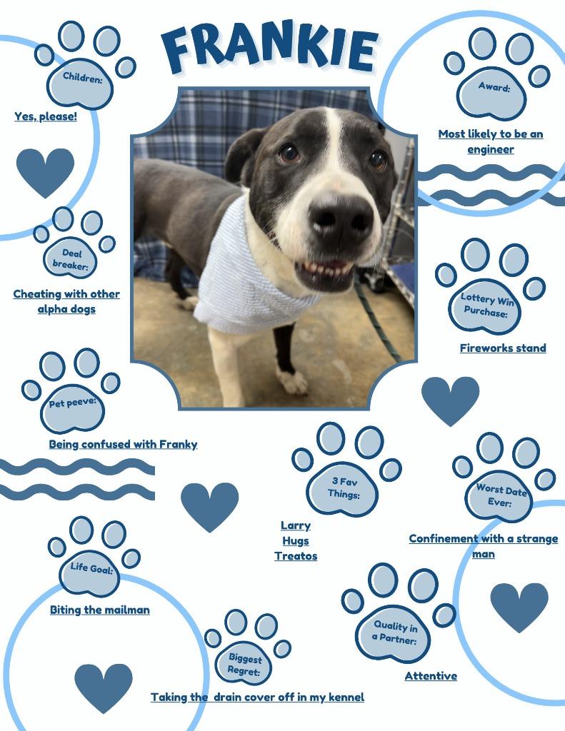 Frankie, a Adoptable Mixed Breed in Jonesboro, AR image 4/6