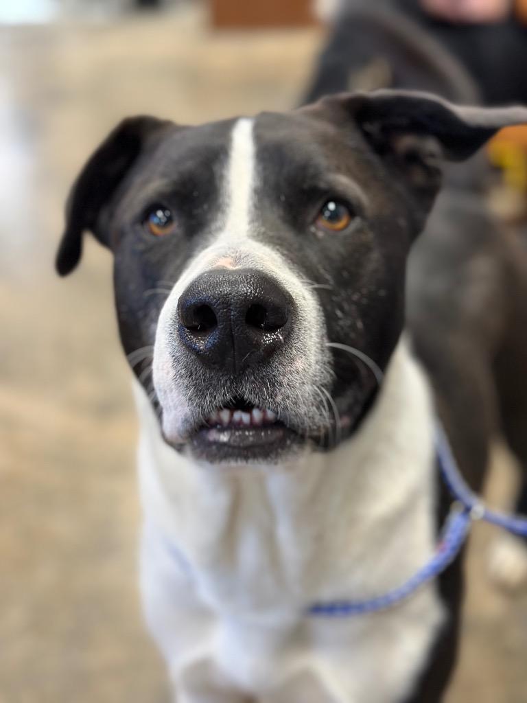 Frankie, a Adoptable Mixed Breed in Jonesboro, AR image 6/6