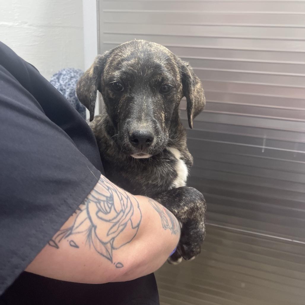 Enlarge Betty, a Adoptable mixed breed in Clanton, AL image 1/5