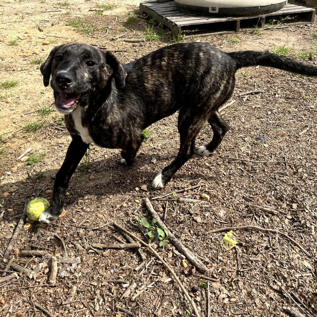 Enlarge Betty, a Adoptable mixed breed in Clanton, AL image 2/5