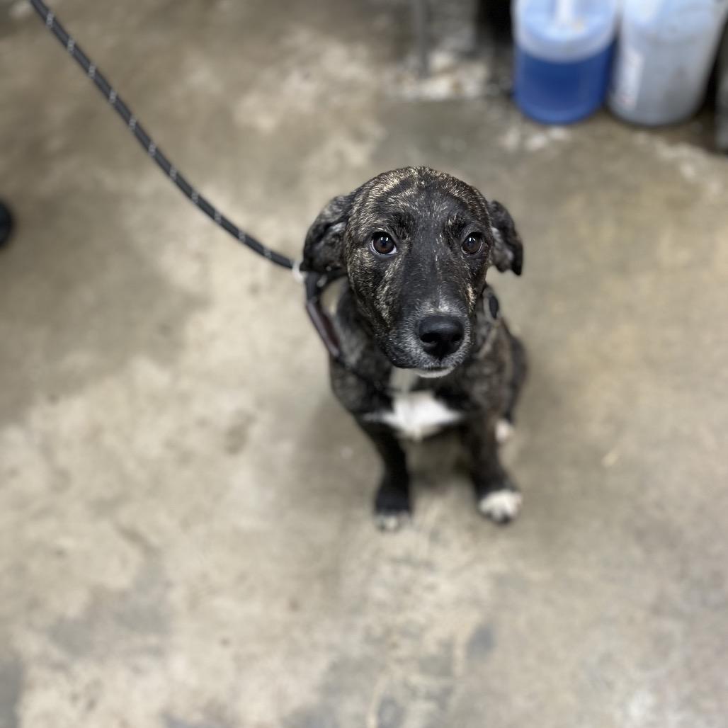 Enlarge Betty, a Adoptable mixed breed in Clanton, AL image 3/5