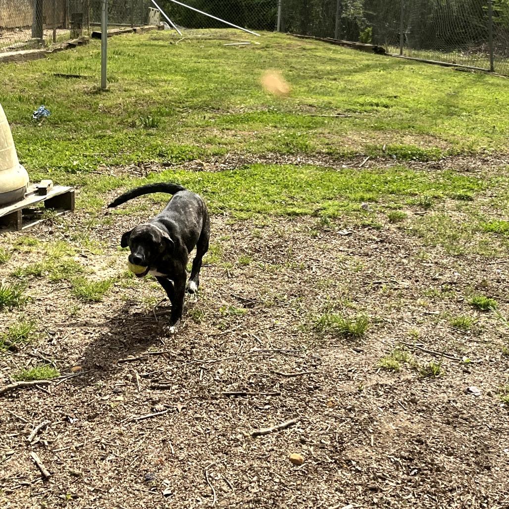 Enlarge Betty, a Adoptable mixed breed in Clanton, AL image 4/5