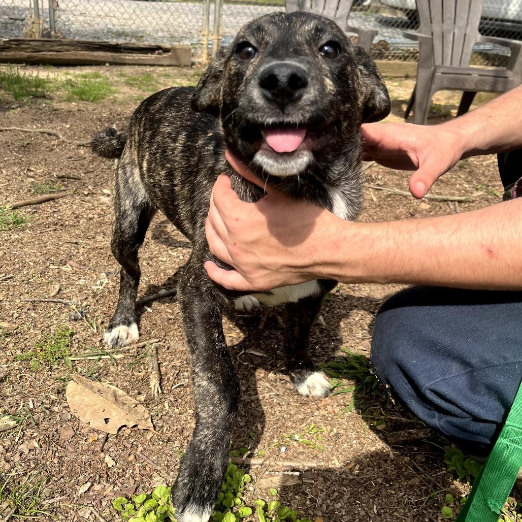 Enlarge Betty, a Adoptable mixed breed in Clanton, AL image 5/5