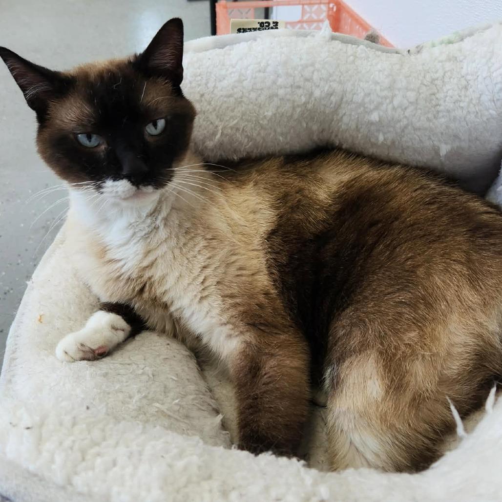 Klondike (Holland Cat Cove), a Adoptable Domestic Short Hair in West Olive, MI image 1/6