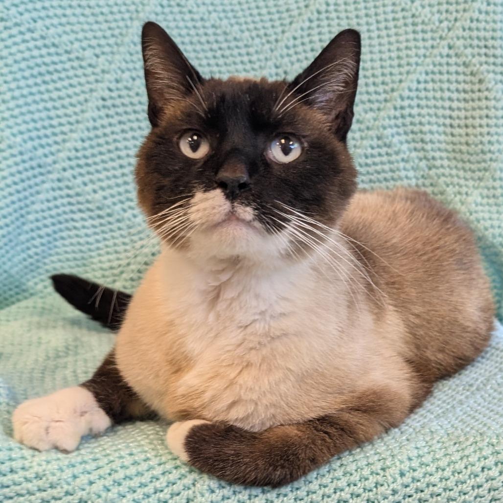 Klondike (Holland Cat Cove), a Adoptable Domestic Short Hair in West Olive, MI image 2/6