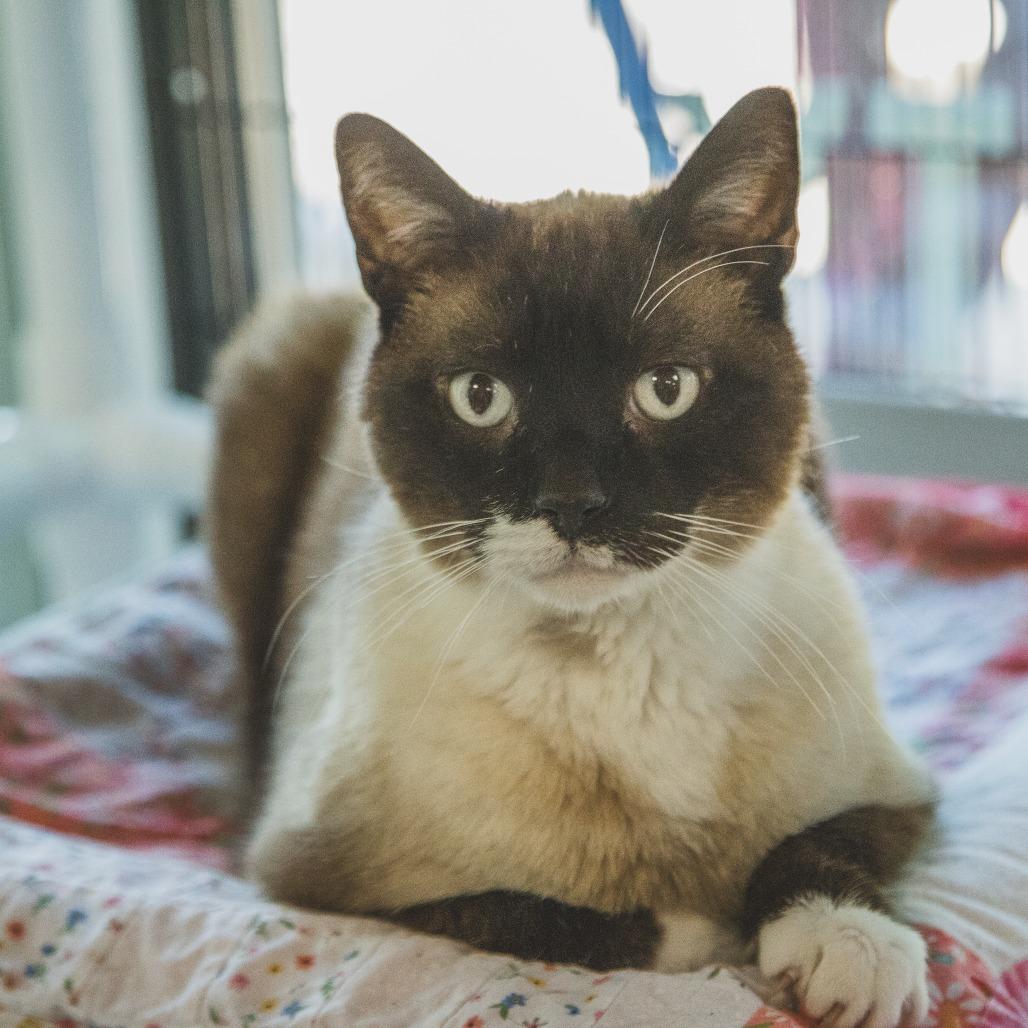 Klondike (Holland Cat Cove), a Adoptable Domestic Short Hair in West Olive, MI image 3/6