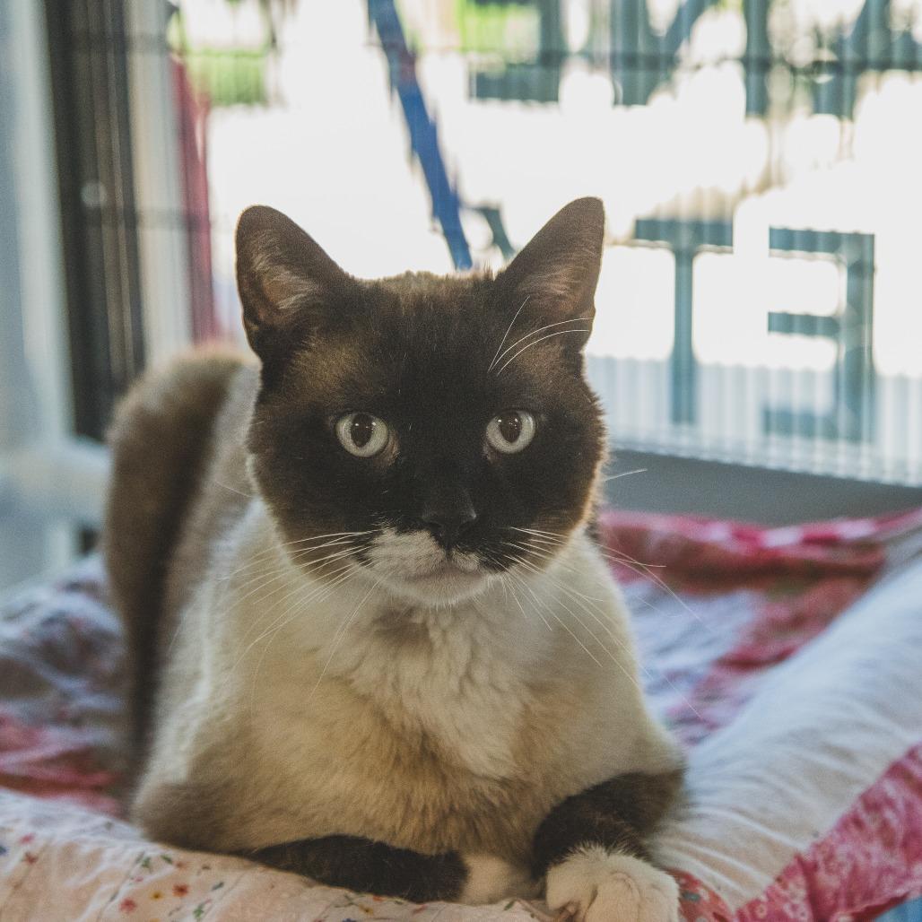Klondike (Holland Cat Cove), a Adoptable Domestic Short Hair in West Olive, MI image 5/6