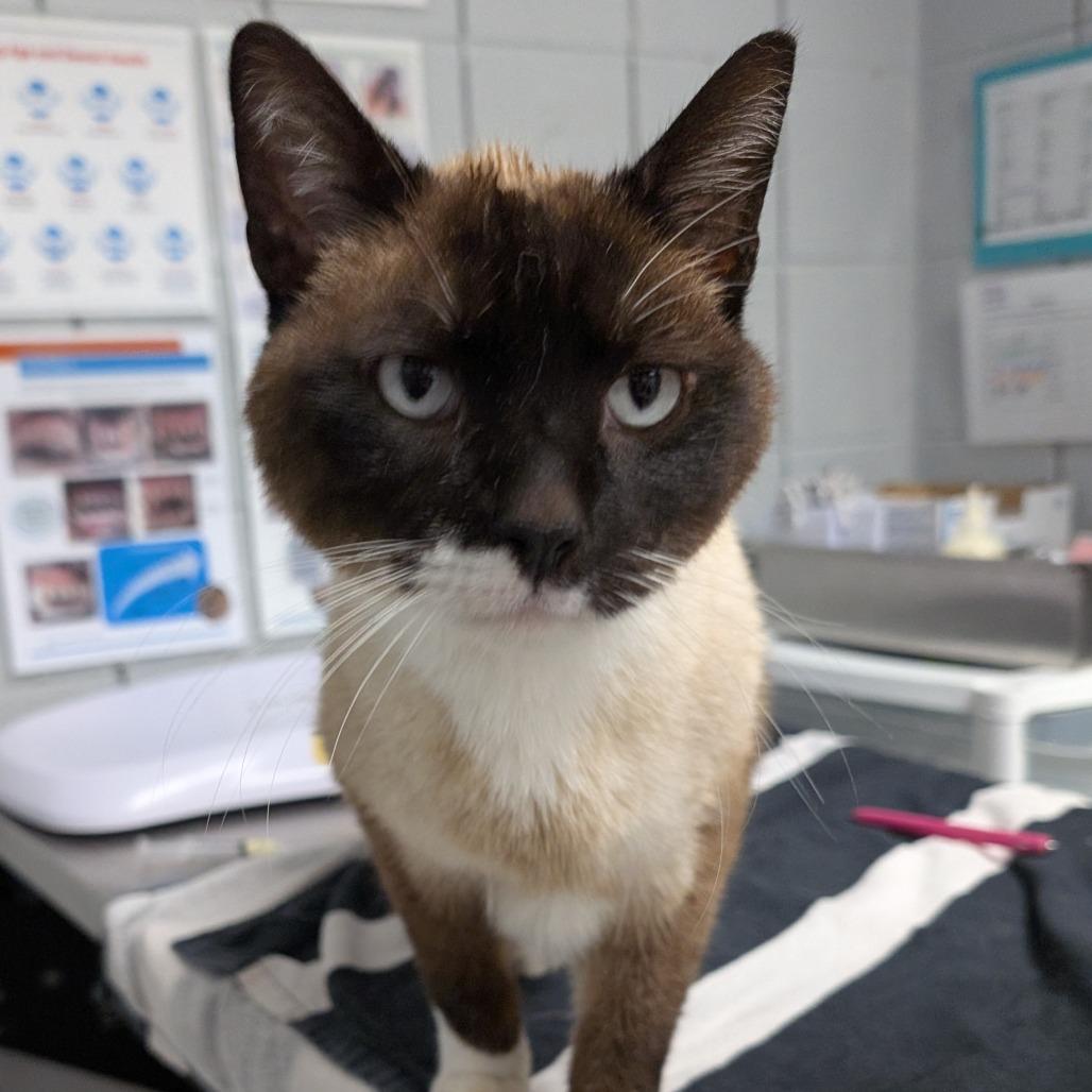 Klondike (Holland Cat Cove), a Adoptable Domestic Short Hair in West Olive, MI image 6/6