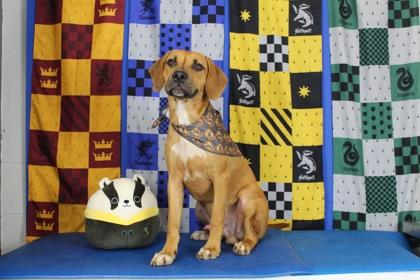 Everest, Adoptable, Puppy Male Hound & Mixed Breed.