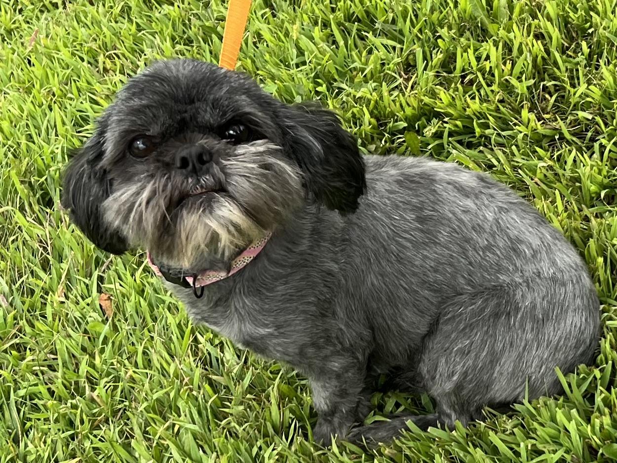 Stella, a Adopted Shih Tzu in Nerstrand, MN image 2/4