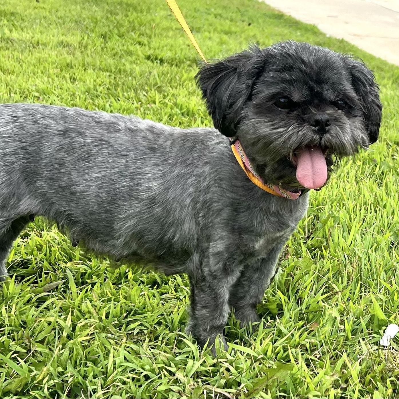 Stella, Adopted, Adult Female Shih Tzu.