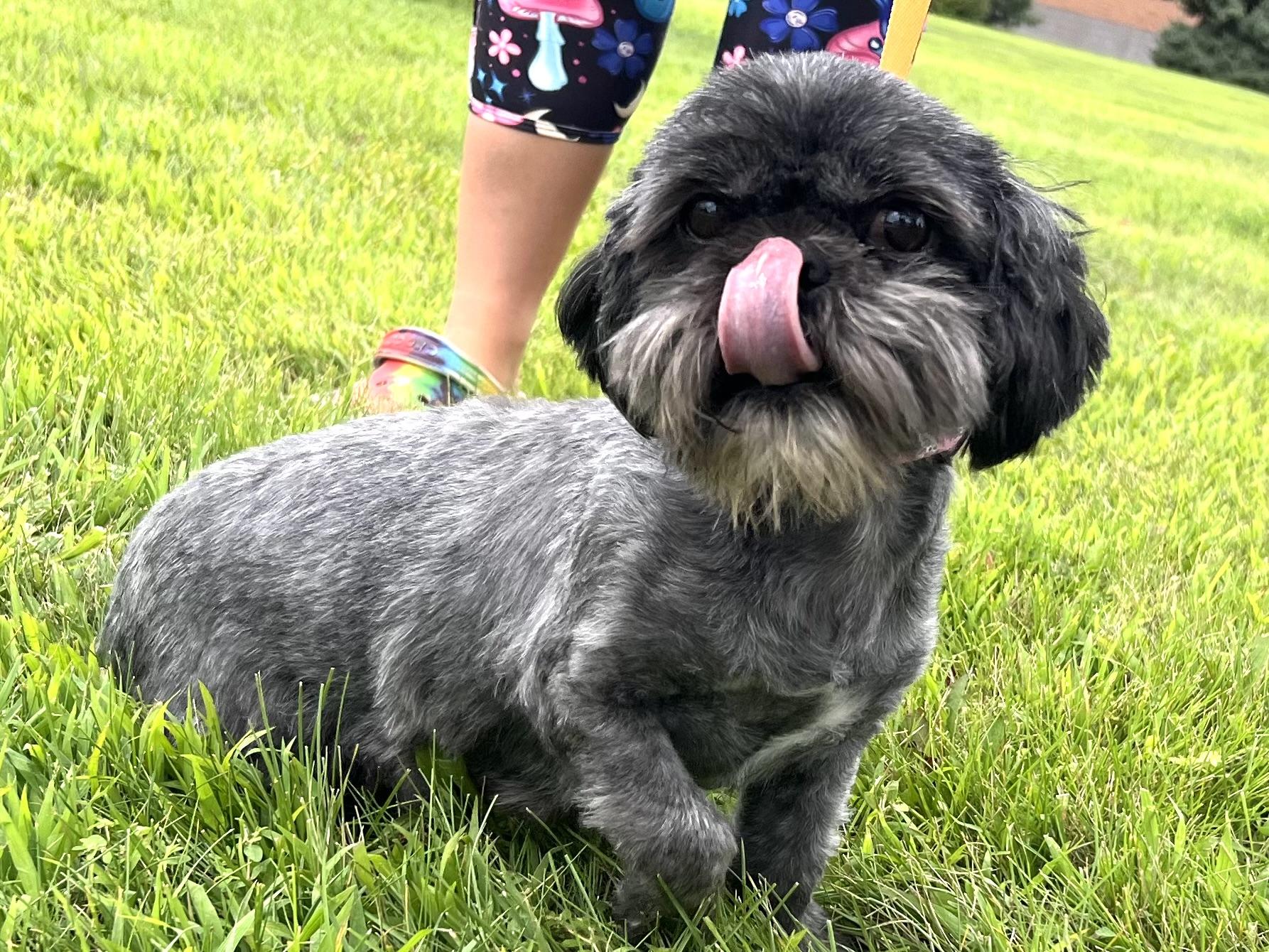 Stella, a Adopted Shih Tzu in Nerstrand, MN image 4/4