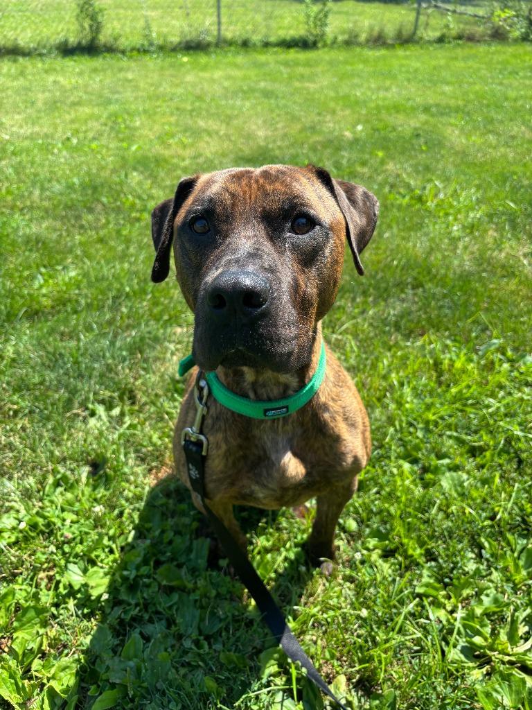 Enlarge Loki, a Adopted mixed breed in Findlay, OH image 3/6