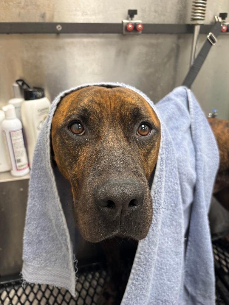 Enlarge Loki, a Adopted mixed breed in Findlay, OH image 6/6